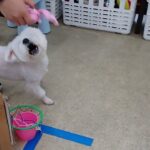 犬の幼稚園 華ちゃんとトレーニング