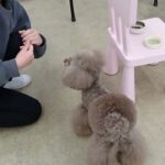 犬の幼稚園 アンジュちゃんちゃんとトレーニング