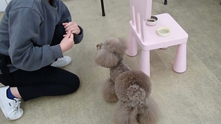 犬の幼稚園 アンジュちゃんちゃんとトレーニング