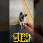 紀州犬のしつけをやってみた#いぬのきもち#犬のいる暮らし#日本犬