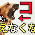 【絶対に直る！】散歩中に人や犬に吠える癖を直す魔法の方法！