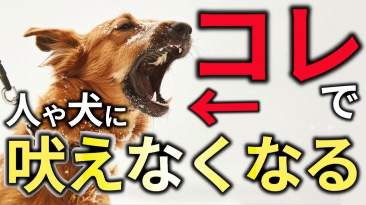 【絶対に直る！】散歩中に人や犬に吠える癖を直す魔法の方法！