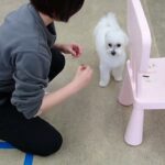 犬の幼稚園 ぷりんちゃんとトレーニング