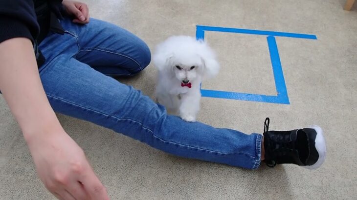 犬の幼稚園 バニラちゃんとトレーニング