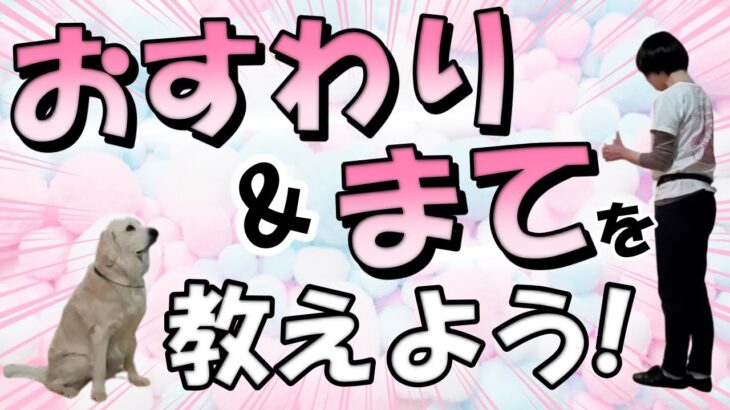 犬のしつけ　犬のオスワリマテの教え方