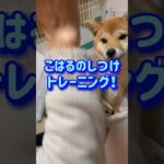 柴犬こはるのしつけトレーニング #柴犬 #犬のいる暮らし #癒し #かわいい