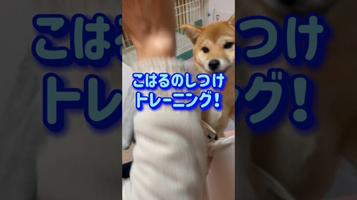 柴犬こはるのしつけトレーニング #柴犬 #犬のいる暮らし #癒し #かわいい