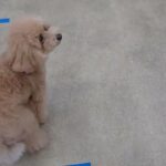 犬の幼稚園 むぎくんとトレーニング