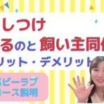 犬のしつけは預けるのと飼い主同伴どっちが効果ある！？犬の幼稚園は最高！？お泊まりトレーニングは無駄？！ドッグトレーナーが考えるそれぞれのメリット・デメリットは！？