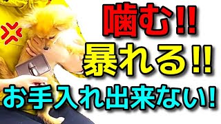 【犬 噛み癖 甘噛み しつけ】このタイミングで行うとお手入れが出来ます！犬のしつけエマチャンネル【犬のしつけ＠横浜】