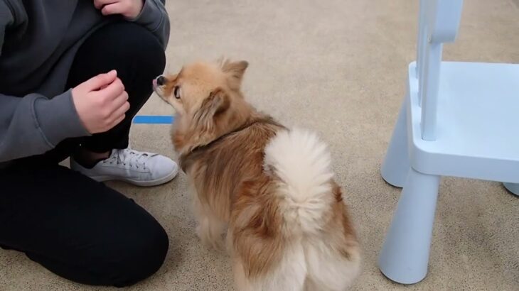 犬の幼稚園 くるみちゃんとトレーニング