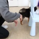 犬の幼稚園 こきりちゃんとトレーニング