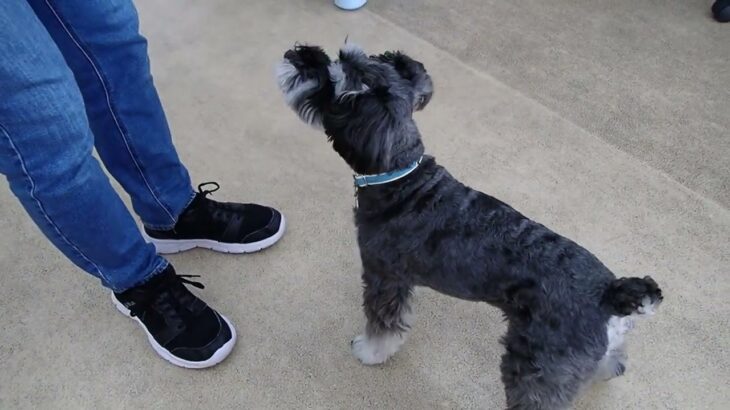 犬の幼稚園 レオンくんとトレーニング