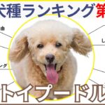 【犬種人気ランキング１位】トイプードルの性格・価格・人気の理由・飼い方・しつけのポイント・寿命・特徴・注意が必要な病気まとめ