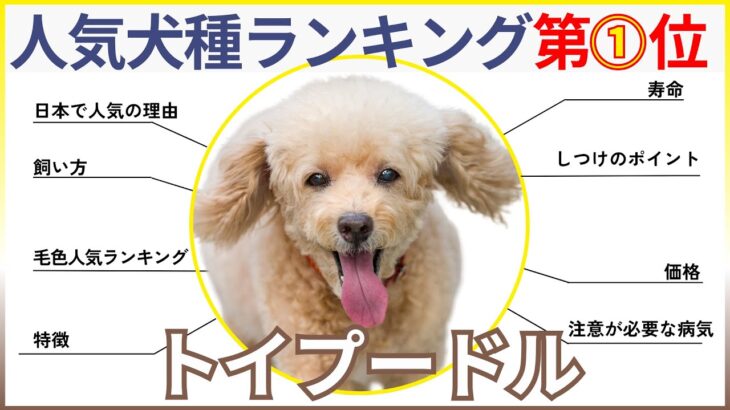 【犬種人気ランキング１位】トイプードルの性格・価格・人気の理由・飼い方・しつけのポイント・寿命・特徴・注意が必要な病気まとめ