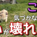 【犬 しつけ】犬を不幸にする人間扱いしてはいけない理由【犬を飼うと言う事】