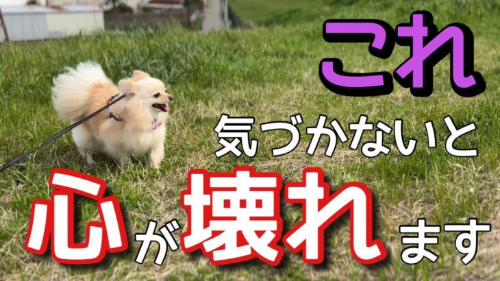 【犬 しつけ】犬を不幸にする人間扱いしてはいけない理由【犬を飼うと言う事】