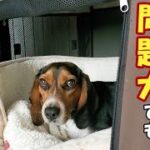 【柴犬】【ビーグル犬】【多頭飼育】【問題犬】これだけは絶対必要！！飼い主が柴犬とビーグル犬を連れてペットと泊まれる宿泊施設に行けてるワケ。