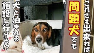 【柴犬】【ビーグル犬】【多頭飼育】【問題犬】これだけは絶対必要！！飼い主が柴犬とビーグル犬を連れてペットと泊まれる宿泊施設に行けてるワケ。