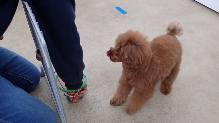 犬の幼稚園 りあんちゃんとトレーニング