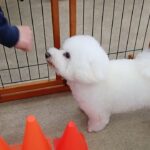 犬の幼稚園 ランディくんとトレーニング