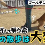 【大型犬 しつけ】【ゴールデン】気合を入れてからのお散歩卒業！？大興奮のワンちゃんを落ち着かせる方法とは！！【レトリバー】【散歩】【引っ張り】