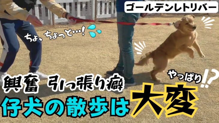 【大型犬 しつけ】【ゴールデン】気合を入れてからのお散歩卒業！？大興奮のワンちゃんを落ち着かせる方法とは！！【レトリバー】【散歩】【引っ張り】