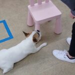 犬の幼稚園 はなちゃんとトレーニング