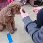 犬の幼稚園 つむぎちゃんとトレーニング