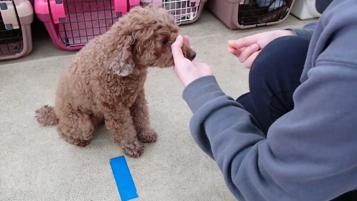 犬の幼稚園 つむぎちゃんとトレーニング