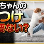 ワンちゃんのしつけ必要ない？