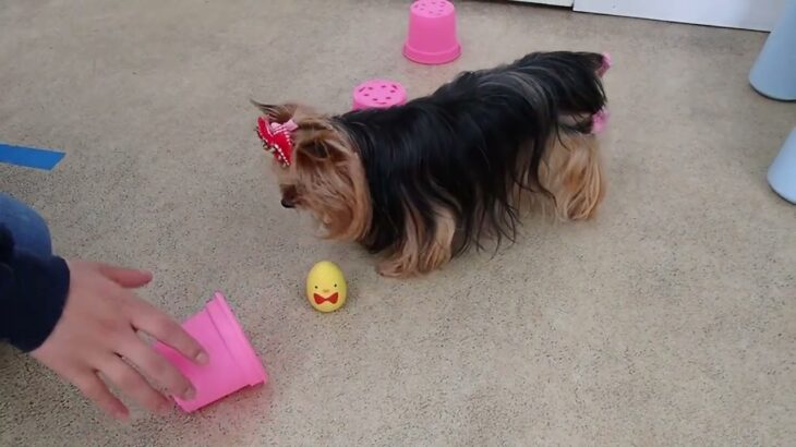 犬の幼稚園 花ちゃんとトレーニング