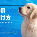 子犬のしつけ方