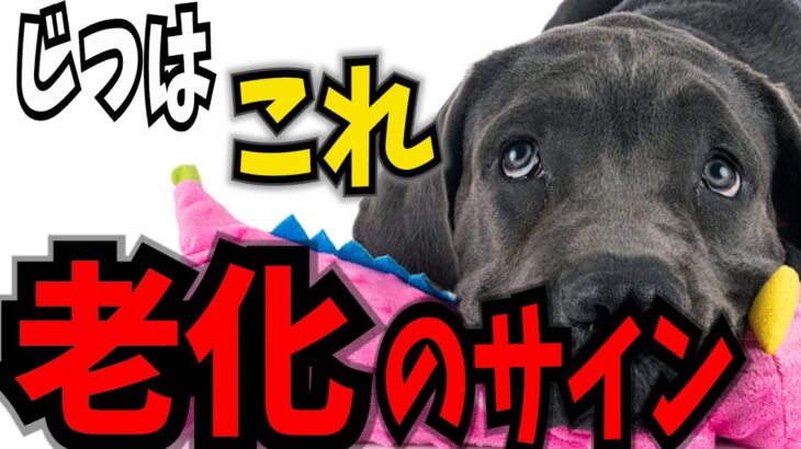 【犬が老化してきた時にみせる行動７】犬の老化サインを見逃さず 健康状態 老化のケアをサポートしましょう！！#犬のしつけ #犬の健康