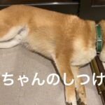 りくちゃんのしつけ教室　　柴犬りくチャンネル