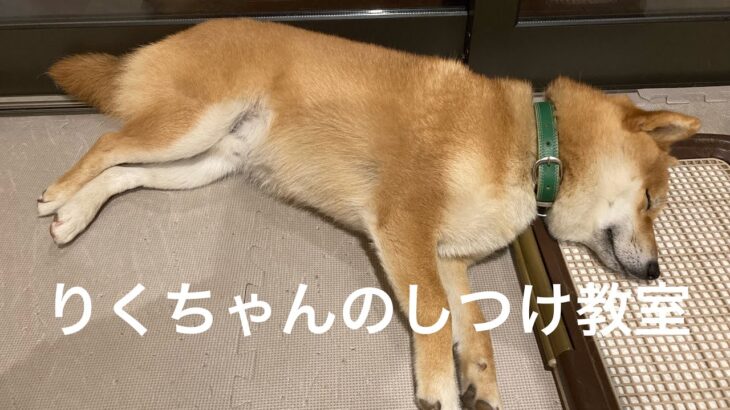 りくちゃんのしつけ教室　　柴犬りくチャンネル