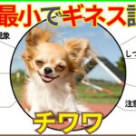 【世界で１番小さい犬種】チワワの性格・寿命・価格・目が飛び出る理由・飼い方・しつけのポイント・寿命・特徴・注意が必要な病気まとめ