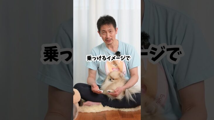 【簡単】犬のお散歩の後の足の裏の拭き方 #犬のしつけ #犬のいる暮らし #犬の散歩