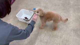 犬の幼稚園 ぴっぴちゃんとトレーニング