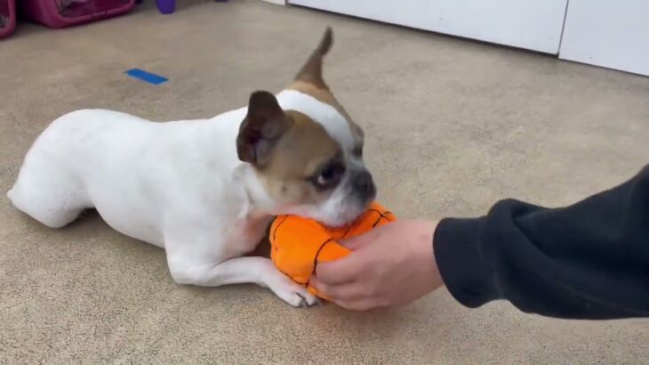 犬の幼稚園 はなちゃんとトレーニング