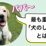 犬と飼い主にとって最も重要な「犬のしつけ」とは？？？