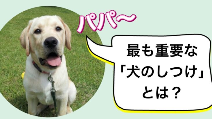 犬と飼い主にとって最も重要な「犬のしつけ」とは？？？