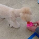 犬の幼稚園 レオくんとトレーニング