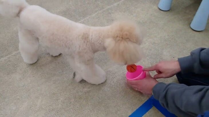 犬の幼稚園 レオくんとトレーニング