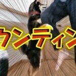 【柴犬】【子犬期はなんでも許した】【飼い主のしつけ】問題犬になる可能性大。柴犬が可愛くて仕方がない飼い主だが、その可愛さ故に、優しくしていたら、いつの間にか、犬の下僕となりつつある主（男）。