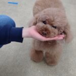 犬の幼稚園 ひなたくんとトレーニング