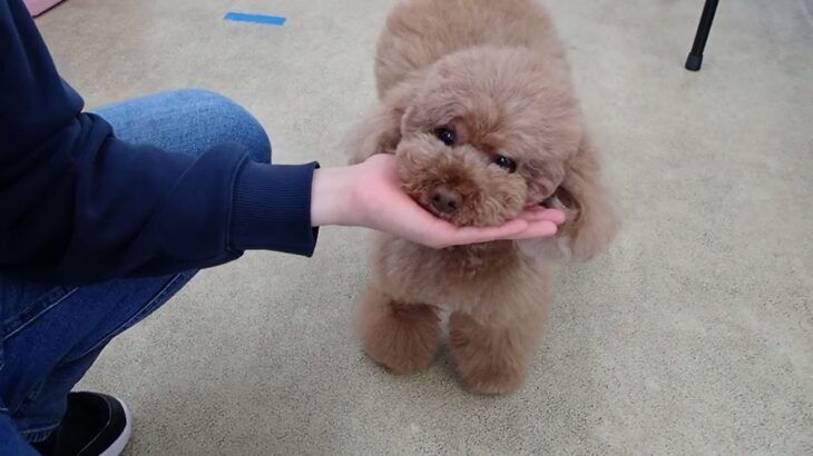 犬の幼稚園 ひなたくんとトレーニング