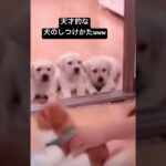 天才的な犬のしつけ方www ※ネタです