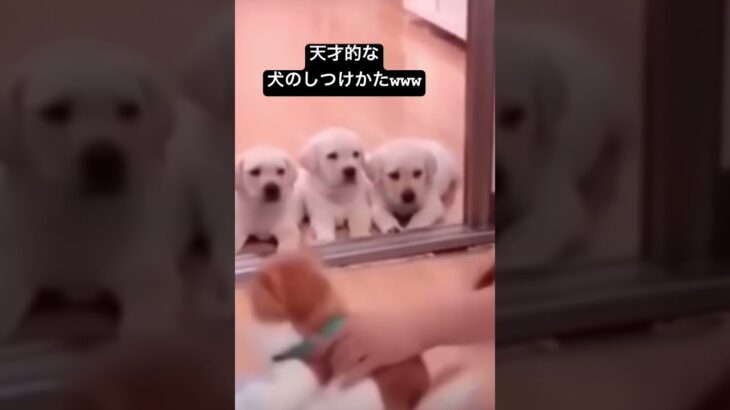 天才的な犬のしつけ方www ※ネタです