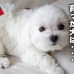 【大好き】飼い主にたくさん話しかけられて育った犬だけがする大好きの仕草【業界歴10年以上のプロが解説】